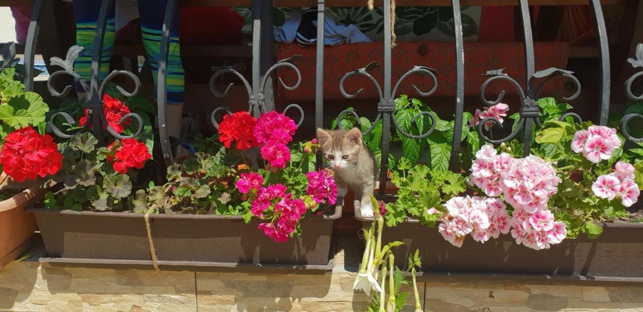 Limpedea Green House Baia Mare Zewnętrze zdjęcie