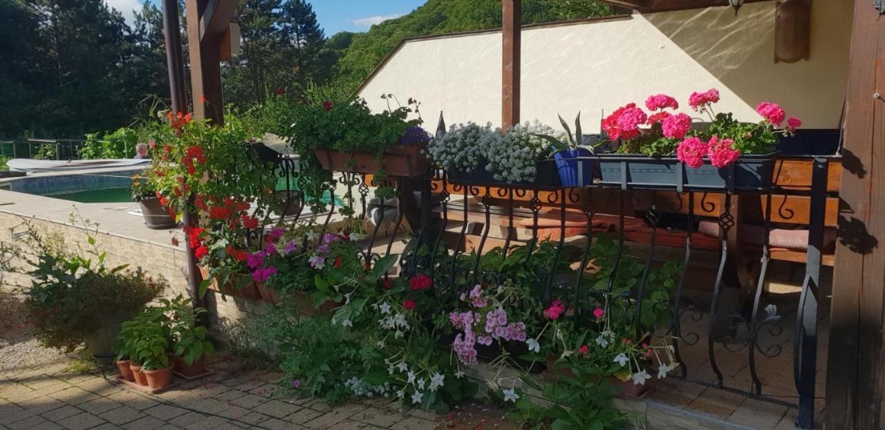 Limpedea Green House Baia Mare Zewnętrze zdjęcie