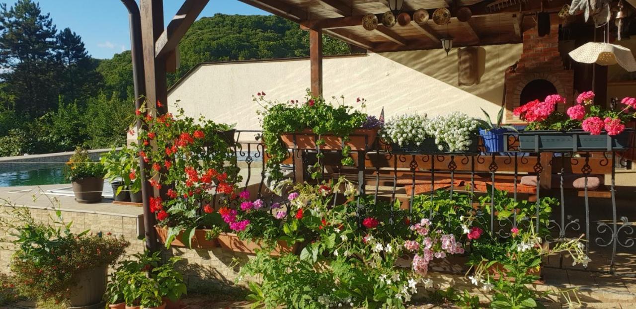 Limpedea Green House Baia Mare Zewnętrze zdjęcie